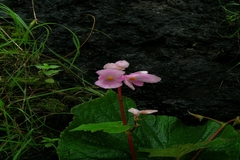 Begonia concanensis